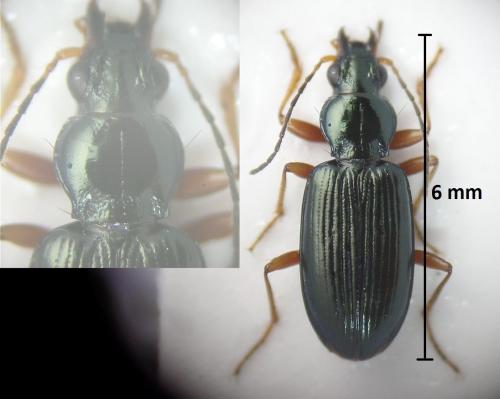 Bembidion sp.